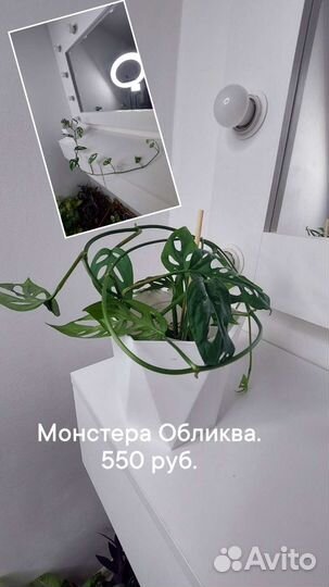 Комнатные растения