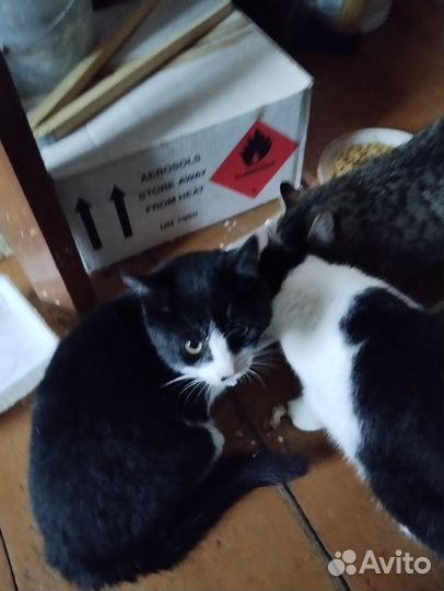 Пристраиваю котят