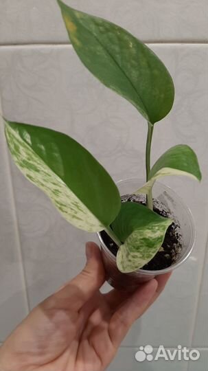 Сциндапсус Марбл Квин