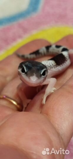 Геккон эублефар