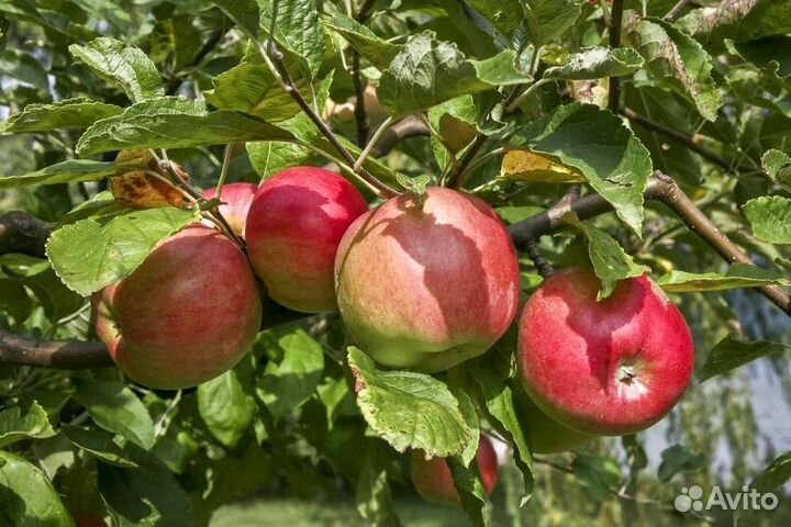 Яблоня 3х лет саженцы с доставкой