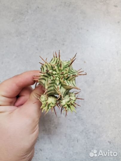 Эуфорбии, тилекодоны, гастерия, ленофилум