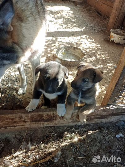 Щенки бесплатно