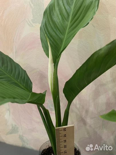 Спатифиллум