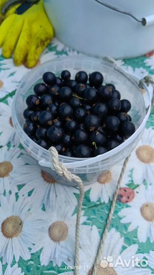 Черная смородина