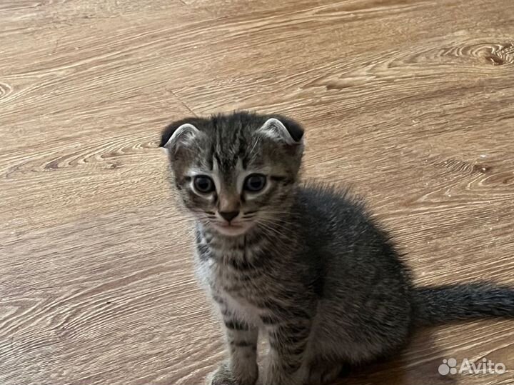 Котенок мальчик бесплатно