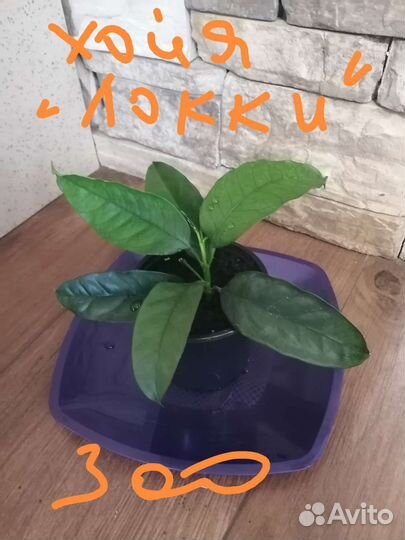 Сингониум, хлорофитум грин оранж