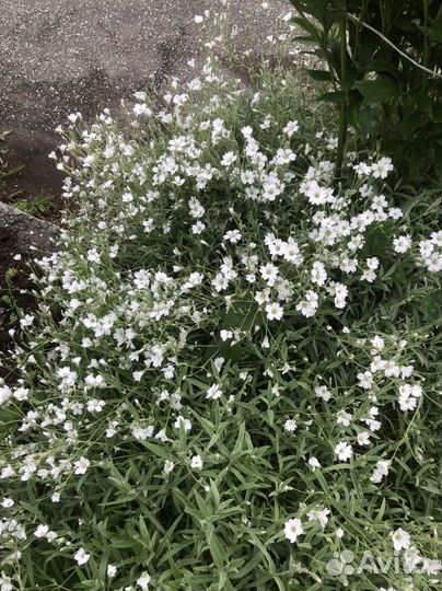 Многолетники