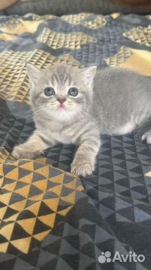 Британская