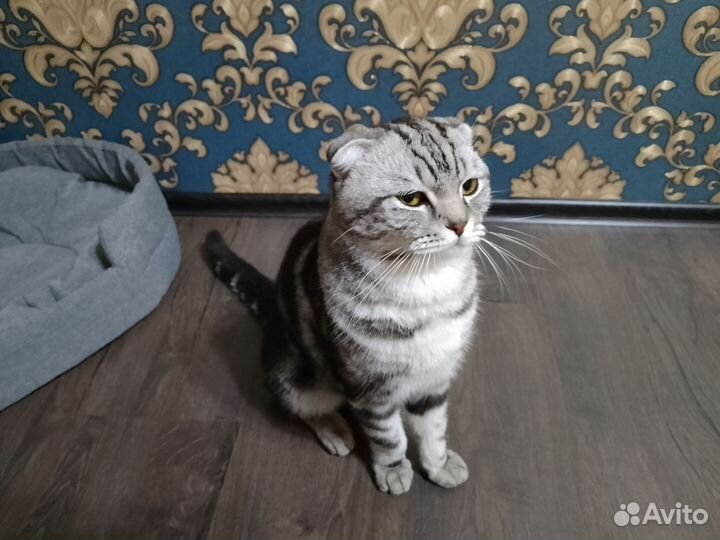 Ищем кошечку для вязки