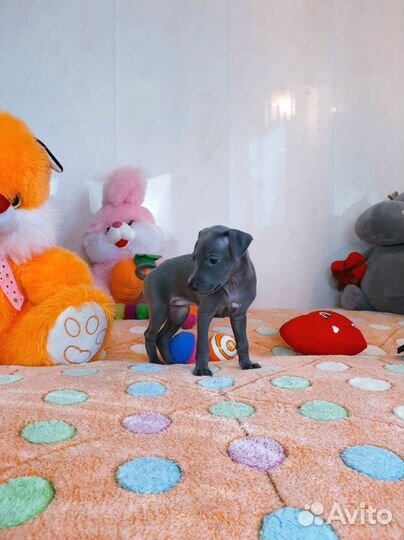 Девочки левреточки