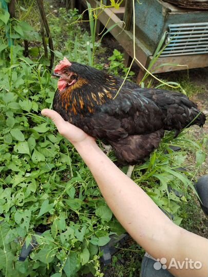 Куры несушки