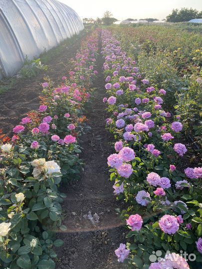 Саженцы роз (опт от 100 шт)
