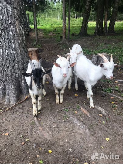 Козлята