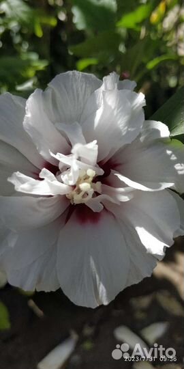Гибискус махровый белый
