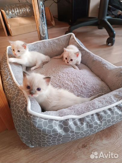 Отдам котят в добрые руки