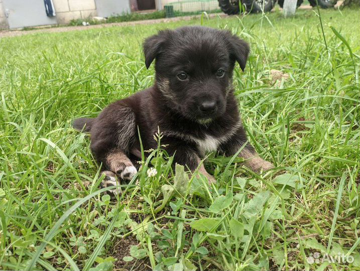 Щенки в добрые руки