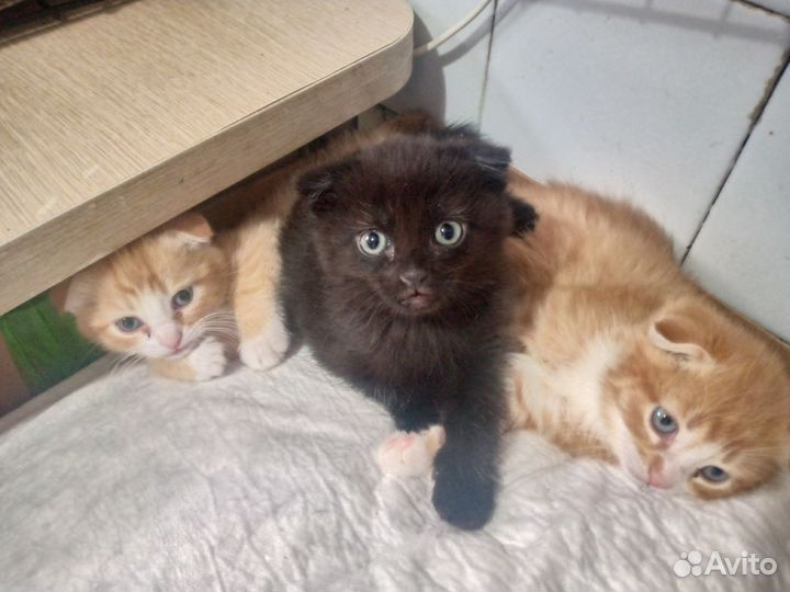 Продам котят