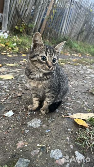 Котята ищут дом