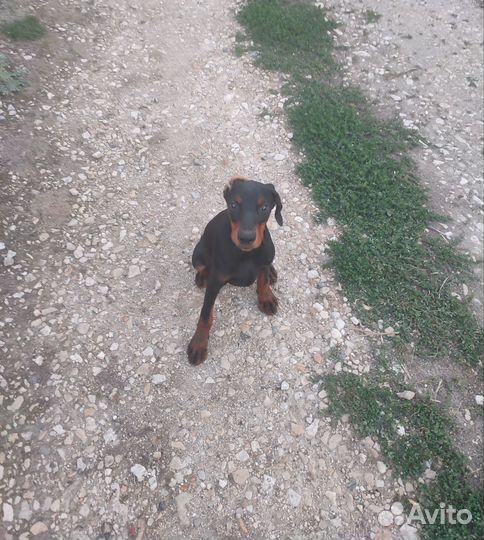 Щенки добермана