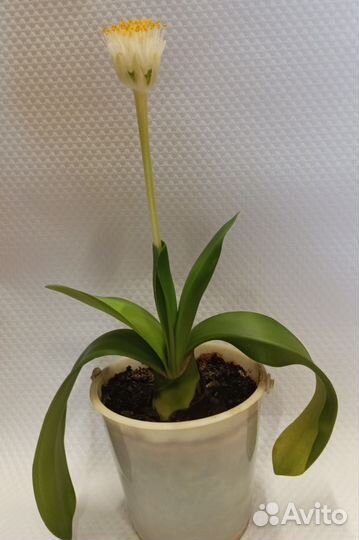 Гемантус белоцветковый