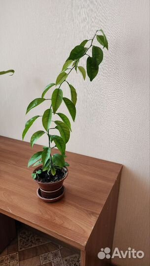 Эухарис, амазонская лилия,комнатные растения,цветы