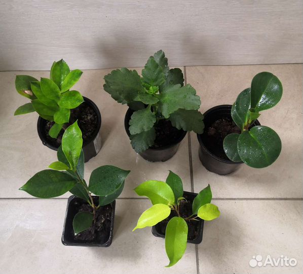 Комнатные цветы