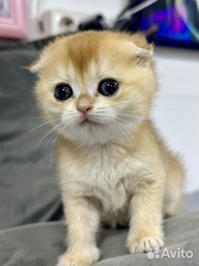 Породистые котята