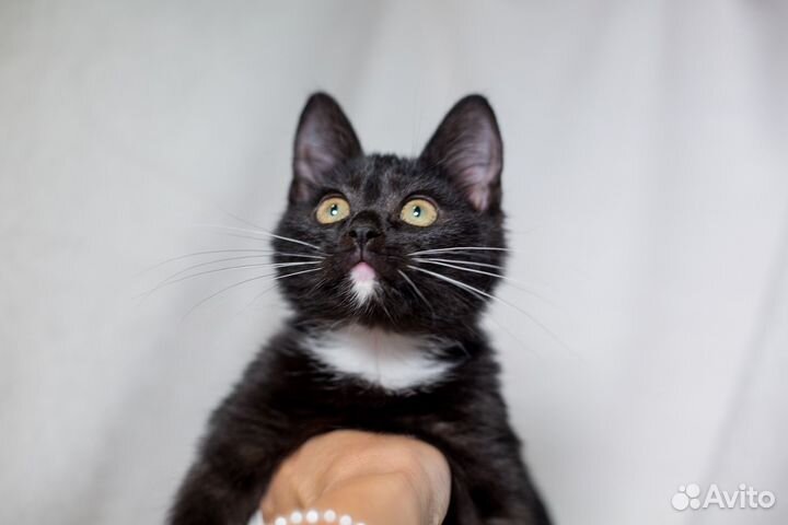 Котенок девочка Мишель