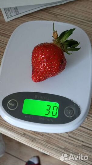 Смородина, крыжовник,клубника, йошта, арония