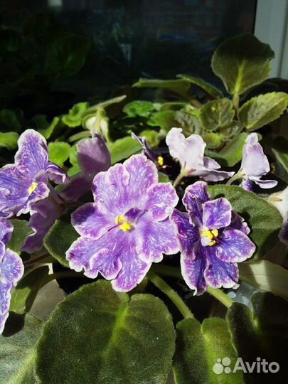 Детки фиалок