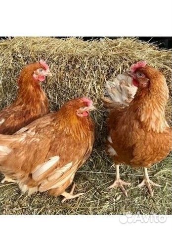 Куры несушки ломан браун