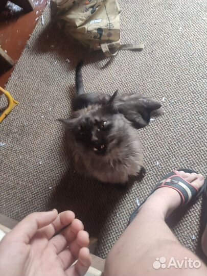 Котёнок и кошка