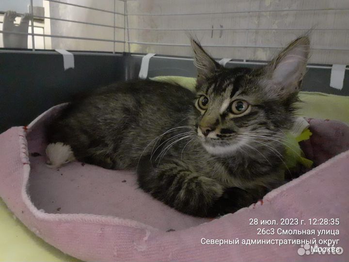 Добрый домовёнок молодой кот 4 мес