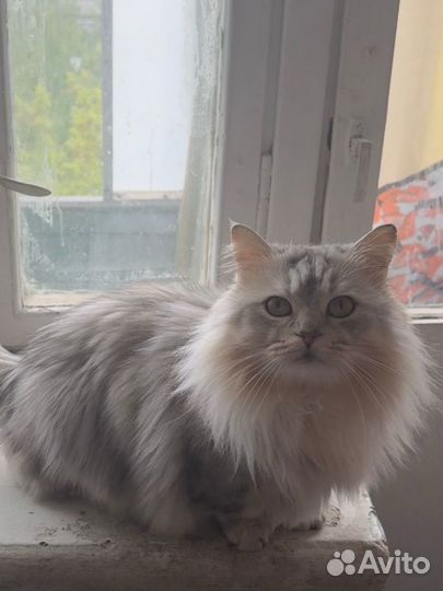 Кот- породы манчкин