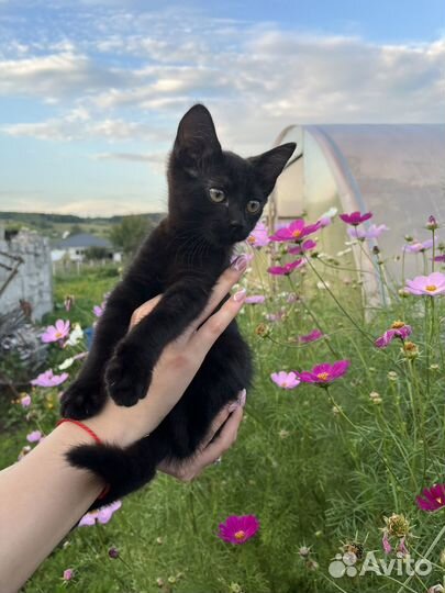 Кот черный