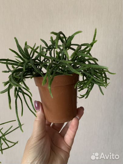 Комнатные цветы