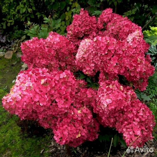 Гортензия Вимс ред