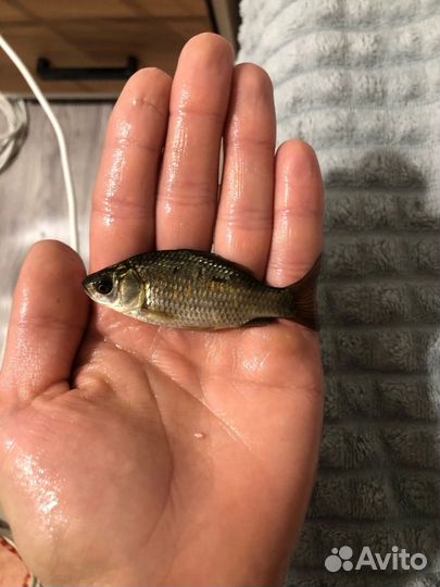 Малек карася