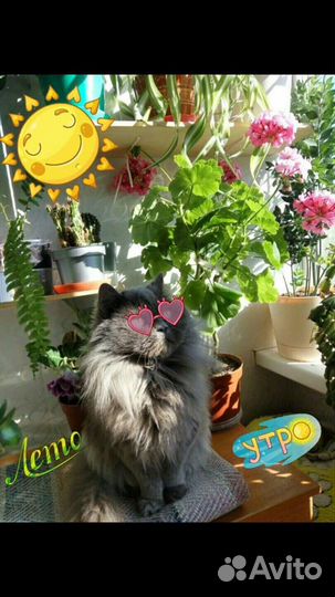 Подвесные полочки для цветов