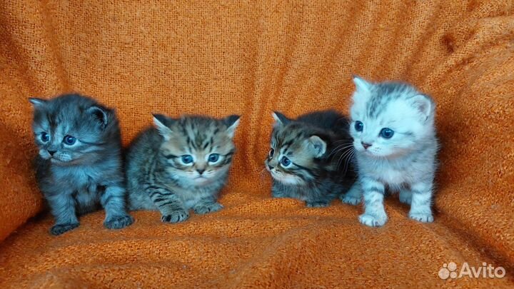 Персидские котята