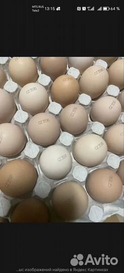 Инкубационное яйцо бройлера, цыпленок