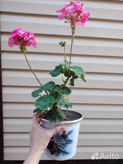 Пеларгония