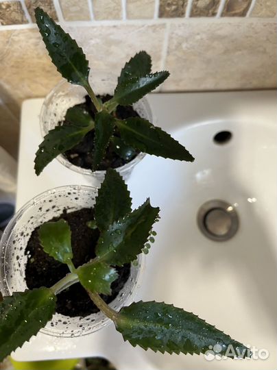 Каланхоэ лечебное