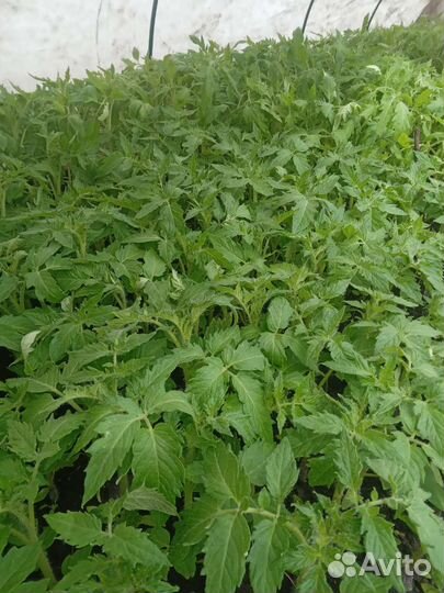 Рассада помидор