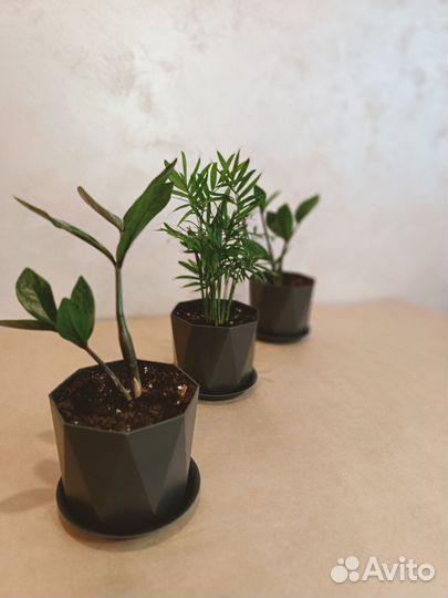 Замиокулькас