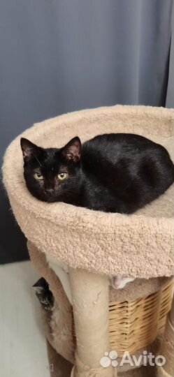 Кошечка милая Тучка