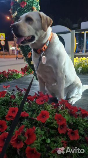 Щенки лабрадора