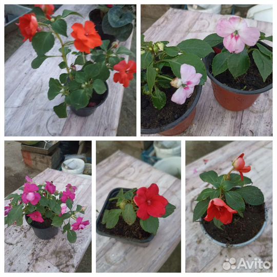 Комнатные цветы