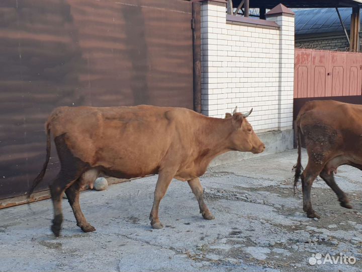 Коровы дойные молочные